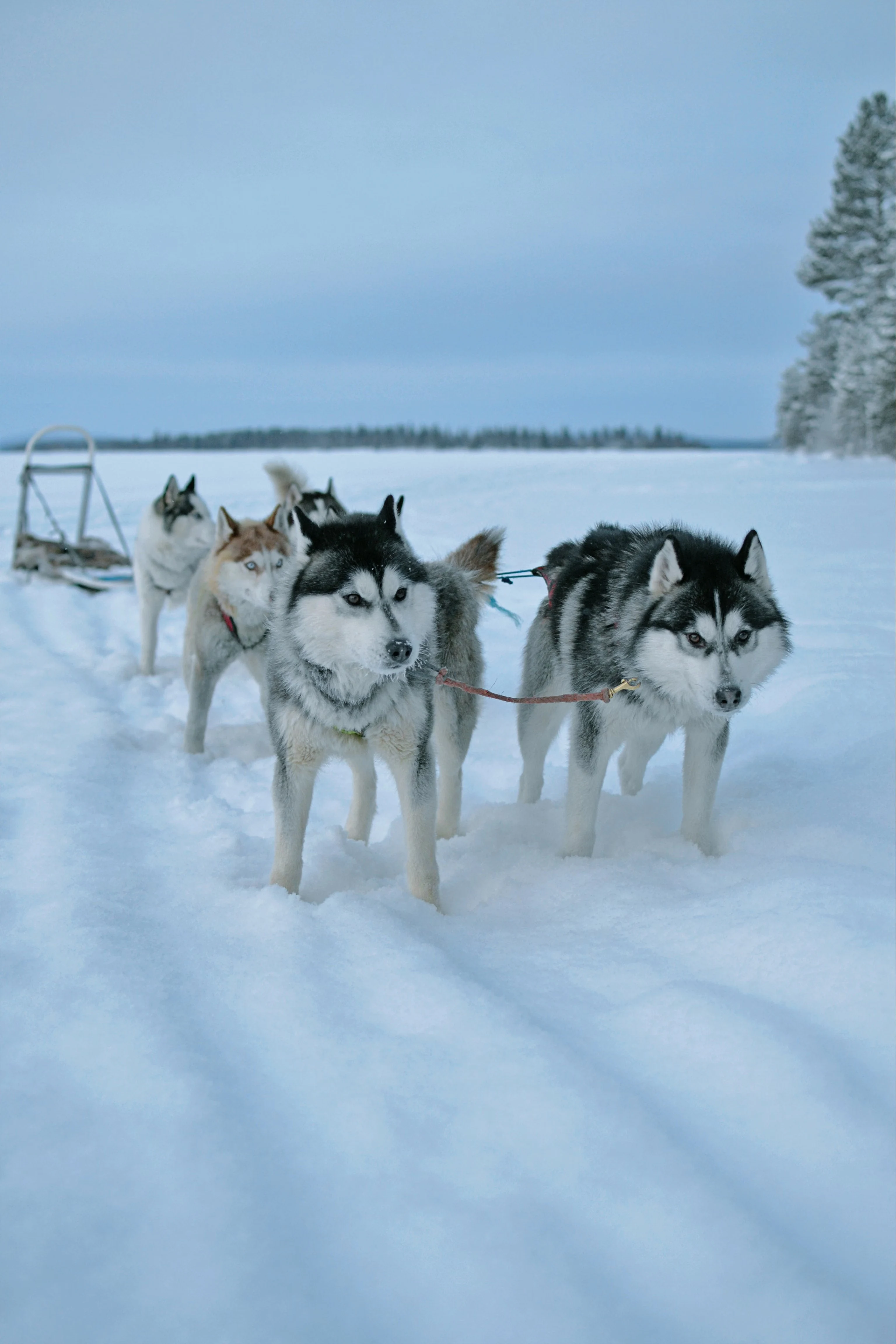 Arctic Dog Sledding in Tromsø: A Thrilling Moment on the Ice
